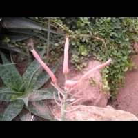 Aloe saponaria (fam Asphodelacees) (Afr. du sud) (Lyon, Parc de la tete d'or) (4)